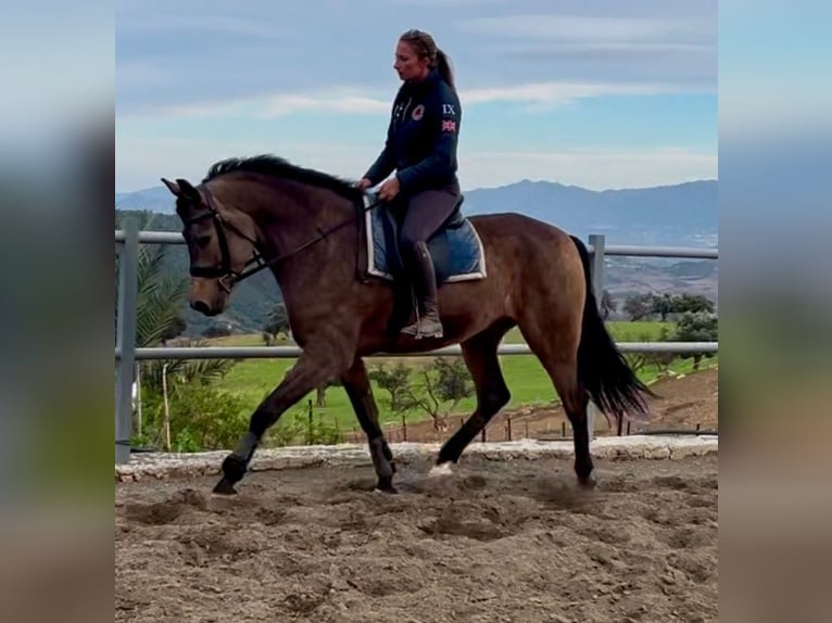 Andaluces Mestizo Caballo castrado 5 años 161 cm Buckskin/Bayo in M&#xE1;laga