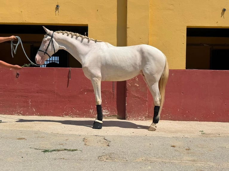 Andaluces Mestizo Caballo castrado 5 años 161 cm Cremello in Terrassa
