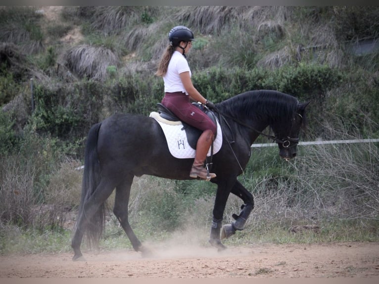 Andaluces Caballo castrado 5 años 161 cm Negro in Valencia