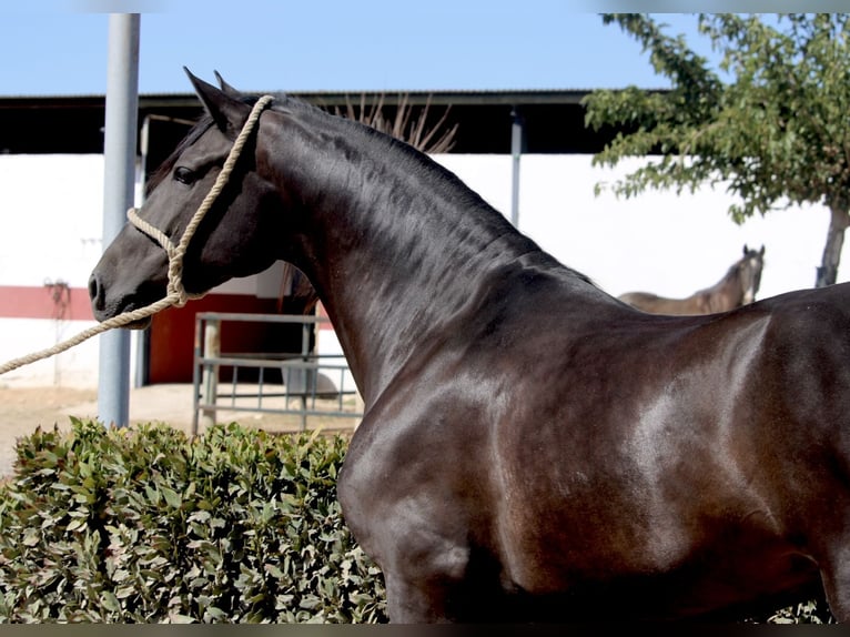 Andaluces Caballo castrado 5 años 161 cm Negro in Valencia