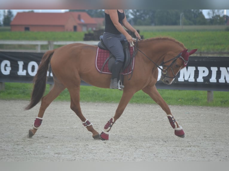 Andaluces Caballo castrado 5 años 162 cm Alazán in Breda