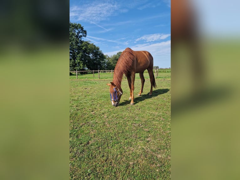 Andaluces Caballo castrado 5 años 162 cm Alazán in Breda