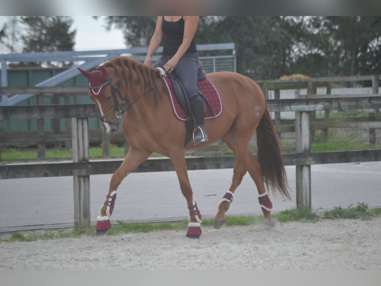 Andaluces Caballo castrado 5 años 162 cm Alazán in wuustwezel