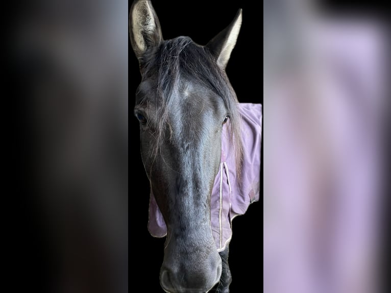 Andaluces Mestizo Caballo castrado 5 años 162 cm Bayo in Leipheim