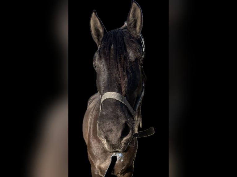 Andaluces Mestizo Caballo castrado 5 años 162 cm Bayo in Leipheim