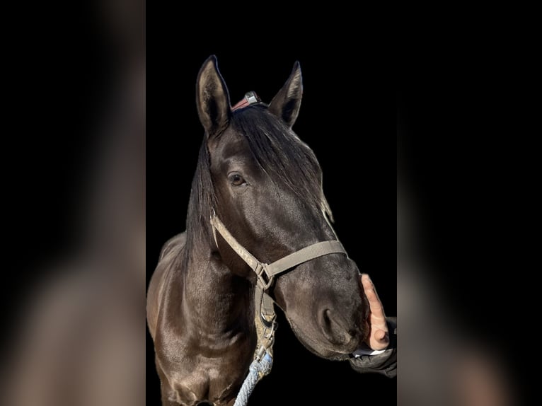 Andaluces Mestizo Caballo castrado 5 años 162 cm Bayo in Leipheim