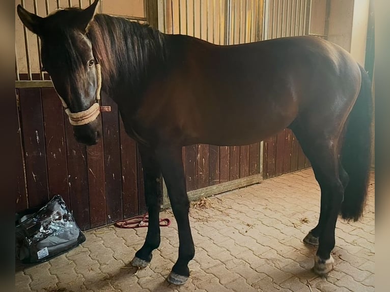 Andaluces Mestizo Caballo castrado 5 años 162 cm Bayo in Leipheim