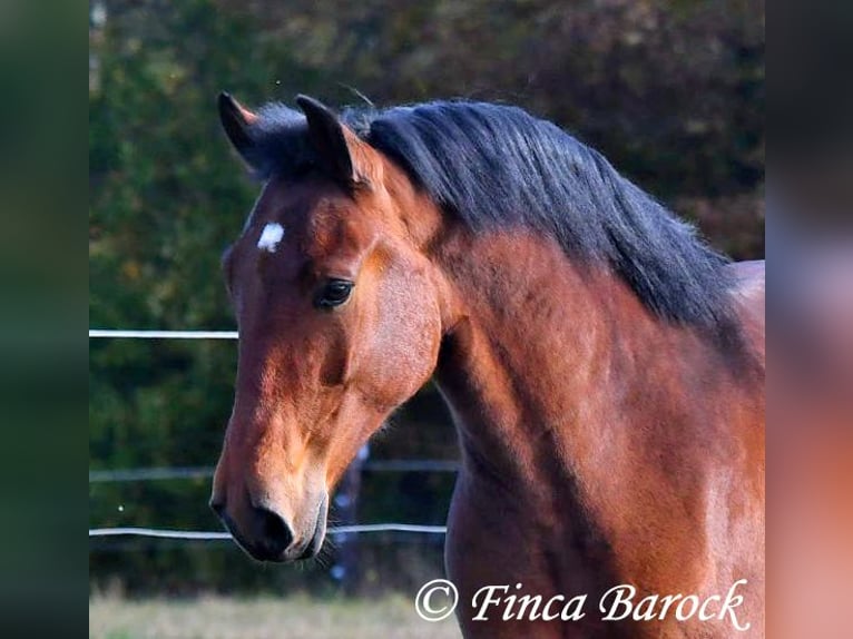 Andaluces Caballo castrado 5 años 162 cm Castaño in Wiebelsheim