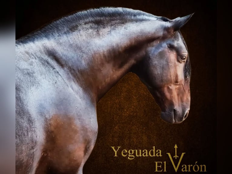 Andaluces Caballo castrado 5 años 162 cm Castaño oscuro in Osterode am Harz