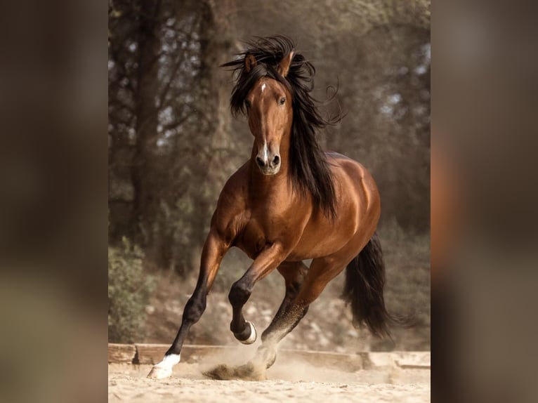 Andaluces Caballo castrado 5 años 162 cm Castaño oscuro in Osterode am Harz