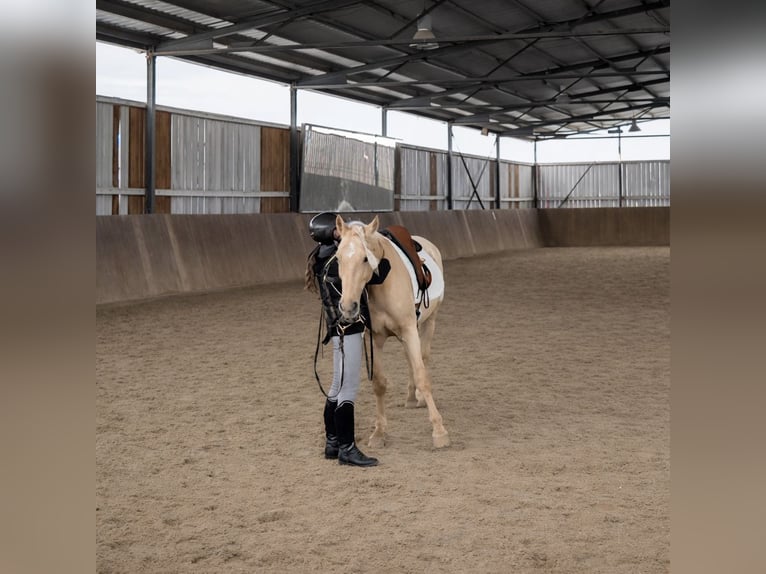 Andaluces Caballo castrado 5 años 162 cm Palomino in Überlingen