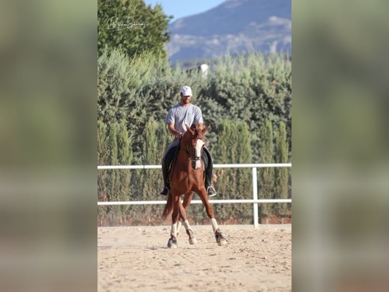 Andaluces Caballo castrado 5 años 163 cm Alazán-tostado in Malaga