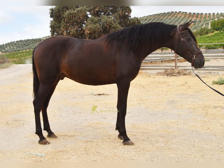 Andaluces Caballo castrado 5 años 163 cm Bayo in Provinz Cordoba