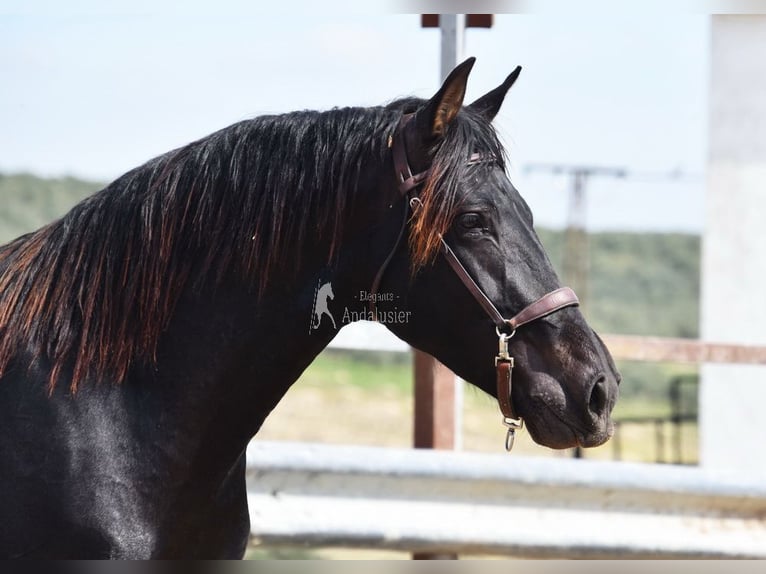 Andaluces Caballo castrado 5 años 163 cm Bayo in Provinz Cordoba