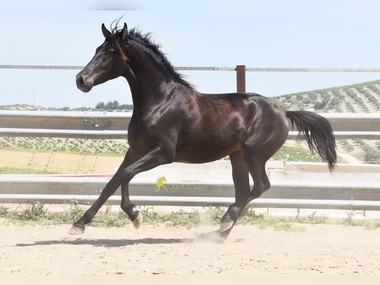 Andaluces Caballo castrado 5 años 163 cm Bayo in Provinz Cordoba