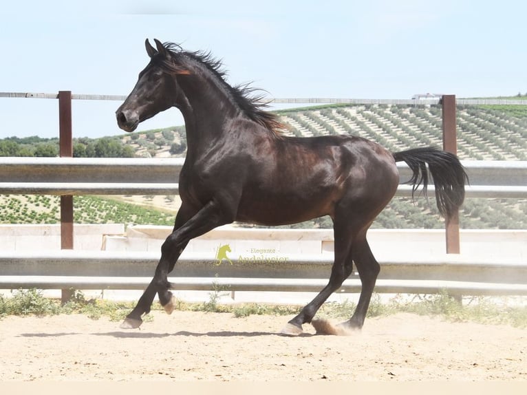 Andaluces Caballo castrado 5 años 163 cm Bayo in Provinz Cordoba