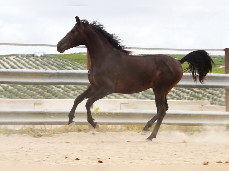 Andaluces Caballo castrado 5 años 163 cm Bayo in Provinz Cordoba
