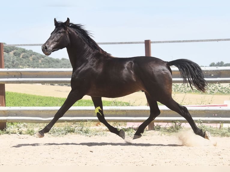 Andaluces Caballo castrado 5 años 163 cm Bayo in Provinz Cordoba