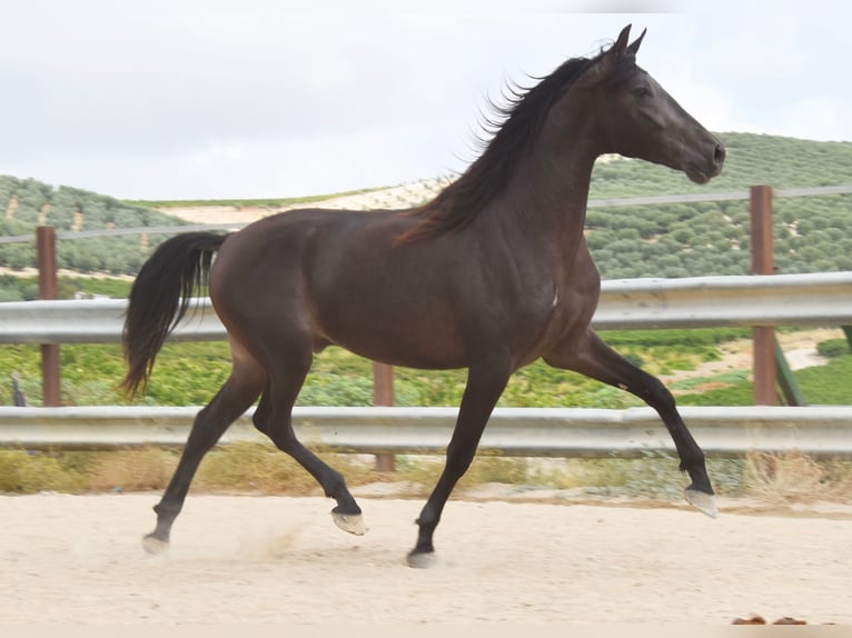 Andaluces Caballo castrado 5 años 163 cm Bayo in Provinz Cordoba