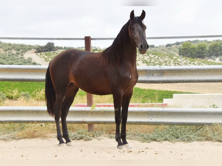 Andaluces Caballo castrado 5 años 163 cm Bayo in Provinz Cordoba