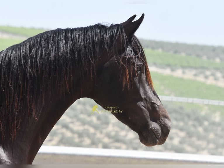 Andaluces Caballo castrado 5 años 163 cm Bayo in Provinz Cordoba