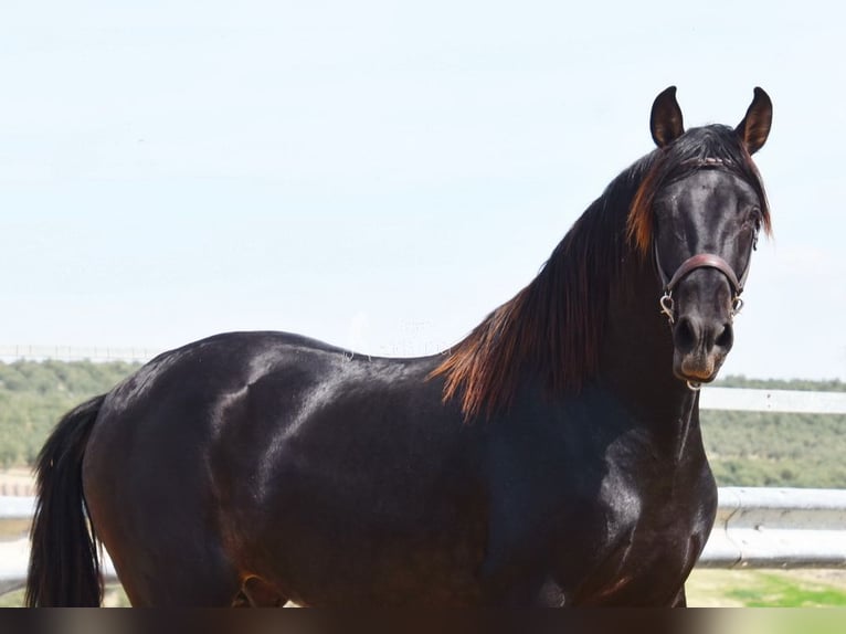 Andaluces Caballo castrado 5 años 163 cm Bayo in Provinz Cordoba