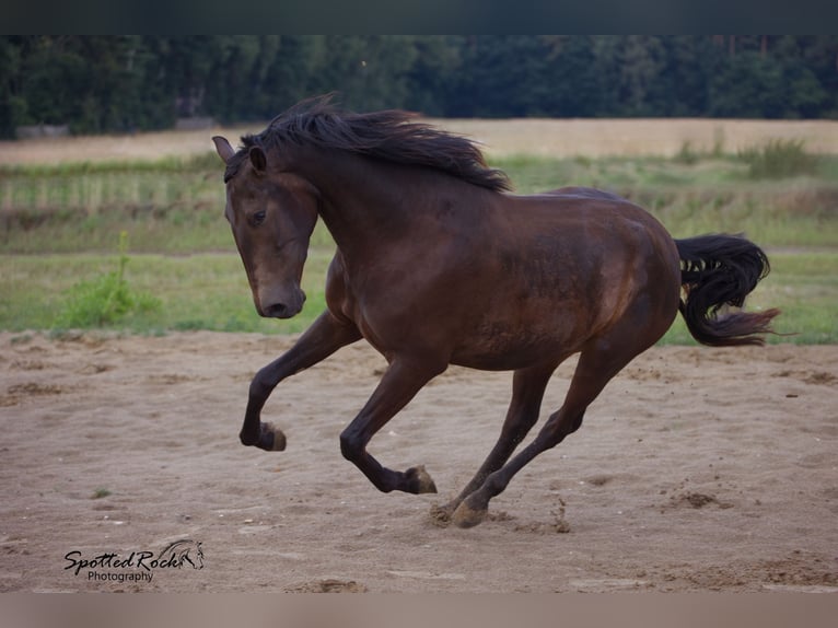 Andaluces Mestizo Caballo castrado 5 años 163 cm Castaño in Syke