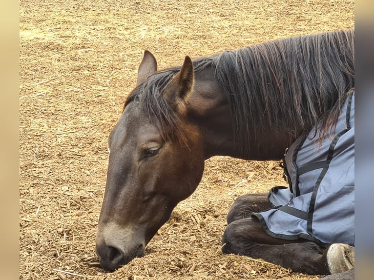 Andaluces Mestizo Caballo castrado 5 años 163 cm Castaño in Syke