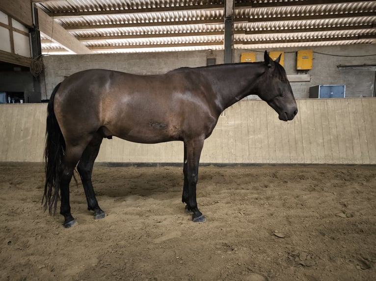 Andaluces Mestizo Caballo castrado 5 años 163 cm Castaño in Syke