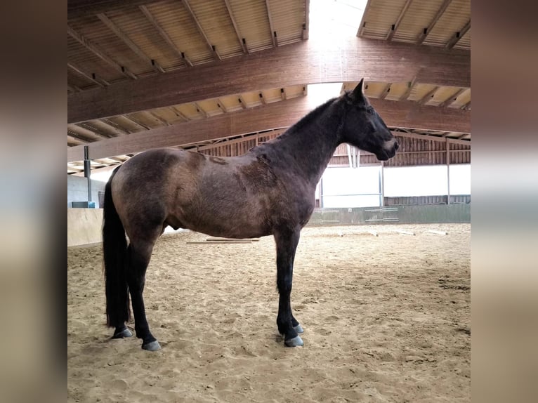 Andaluces Mestizo Caballo castrado 5 años 163 cm Castaño in Syke