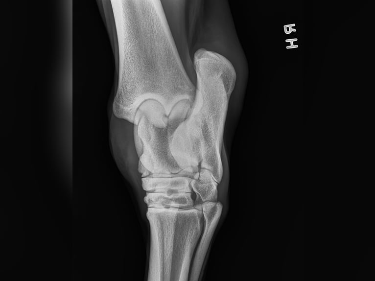 Andaluces Caballo castrado 5 años 163 cm Tordo in Troutman