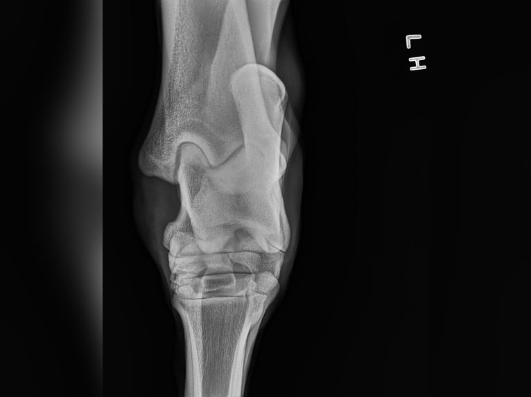 Andaluces Caballo castrado 5 años 163 cm Tordo in Troutman