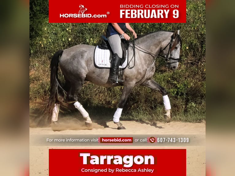 Andaluces Caballo castrado 5 años 163 cm Tordo in Troutman