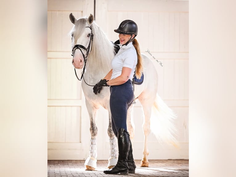 Andaluces Mestizo Caballo castrado 5 años 163 cm Tordo in Grebenhain