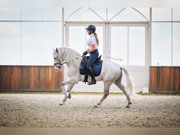 Andaluces Mestizo Caballo castrado 5 años 163 cm Tordo in Grebenhain