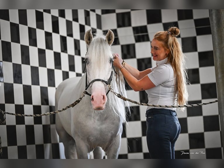 Andaluces Mestizo Caballo castrado 5 años 163 cm Tordo in Grebenhain