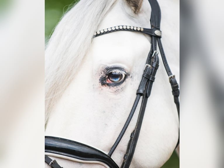 Andaluces Mestizo Caballo castrado 5 años 163 cm Tordo in Grebenhain