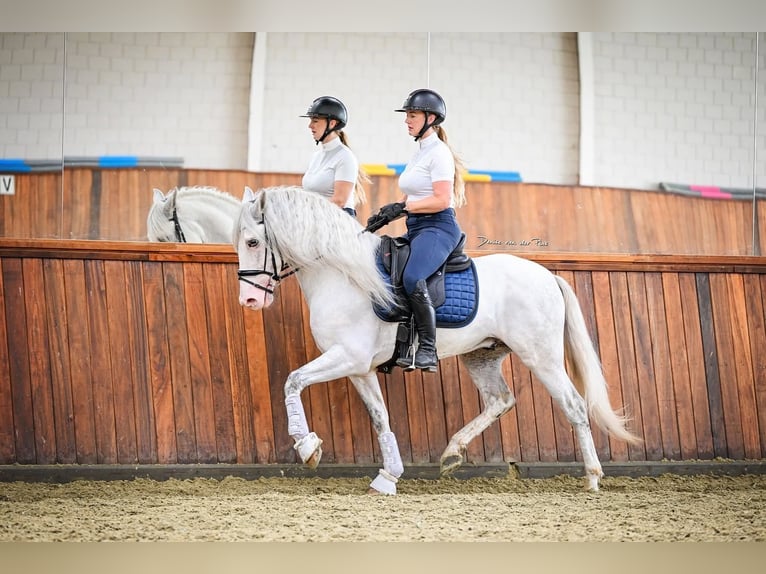 Andaluces Mestizo Caballo castrado 5 años 163 cm Tordo in Grebenhain