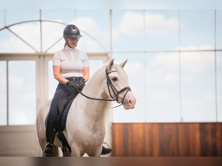 Andaluces Mestizo Caballo castrado 5 años 163 cm Tordo in Grebenhain