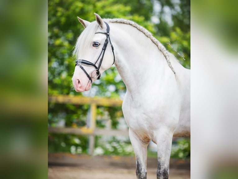 Andaluces Mestizo Caballo castrado 5 años 163 cm Tordo in Grebenhain