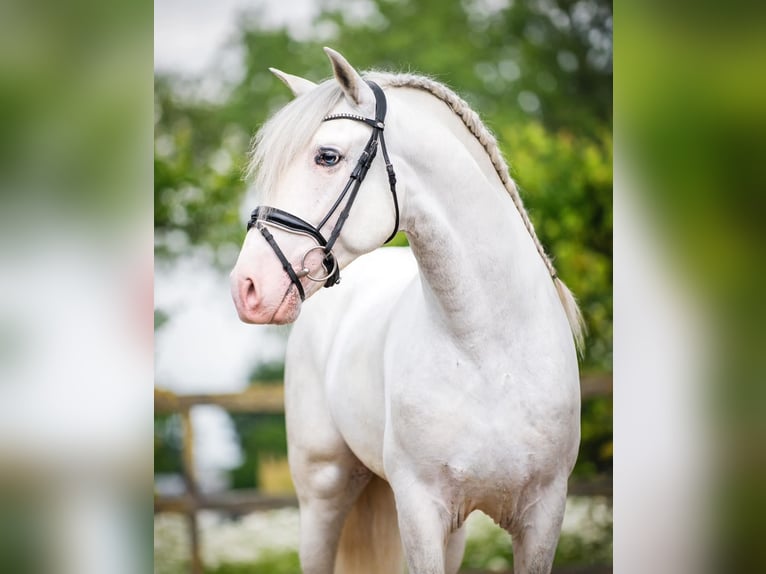 Andaluces Mestizo Caballo castrado 5 años 163 cm Tordo in Grebenhain