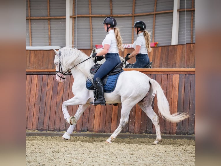 Andaluces Mestizo Caballo castrado 5 años 163 cm Tordo in Grebenhain