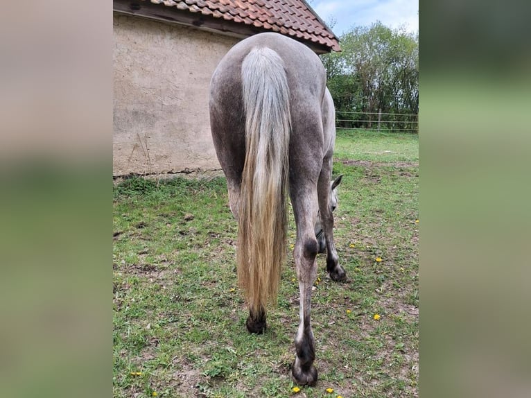 Andaluces Caballo castrado 5 años 164 cm Palomino in Straelen