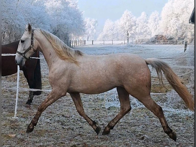Andaluces Caballo castrado 5 años 164 cm Palomino in Straelen