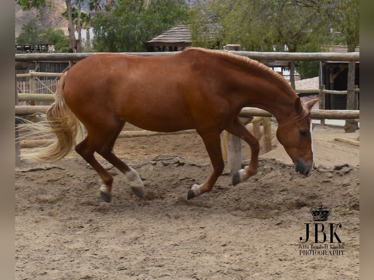 Andaluces Caballo castrado 5 años 164 cm Palomino in Tabernas Almeria