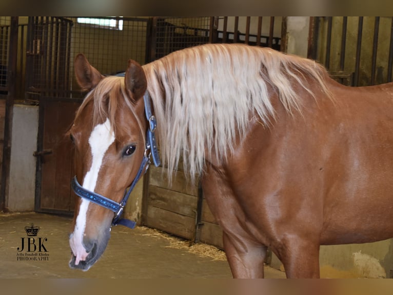 Andaluces Caballo castrado 5 años 164 cm Palomino in Tabernas Almeria