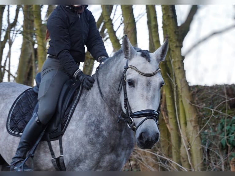 Andaluces Caballo castrado 5 años 164 cm Tordo in Loon op Zand