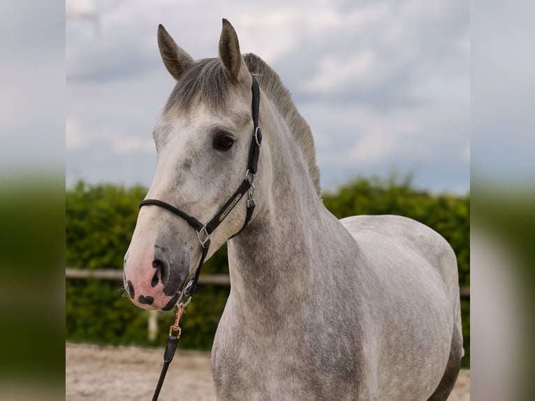 Andaluces Mestizo Caballo castrado 5 años 164 cm Tordo in Neustadt (Wied)