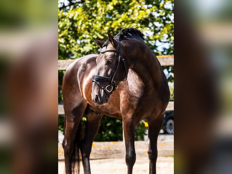 Andaluces Mestizo Caballo castrado 5 años 165 cm Bayo in Sm