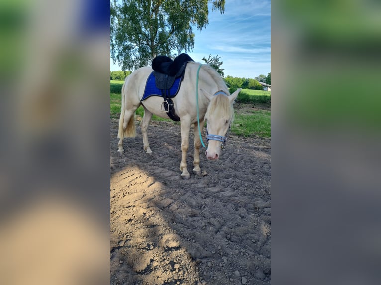 Andaluces Caballo castrado 5 años 165 cm Champán in Hille